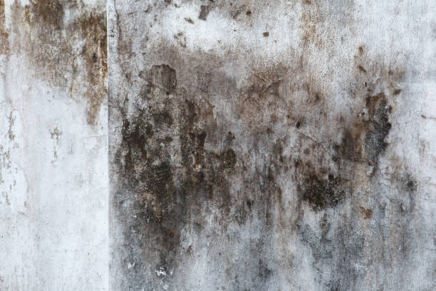 Trusted Hartford, KY Mold Removal Experts